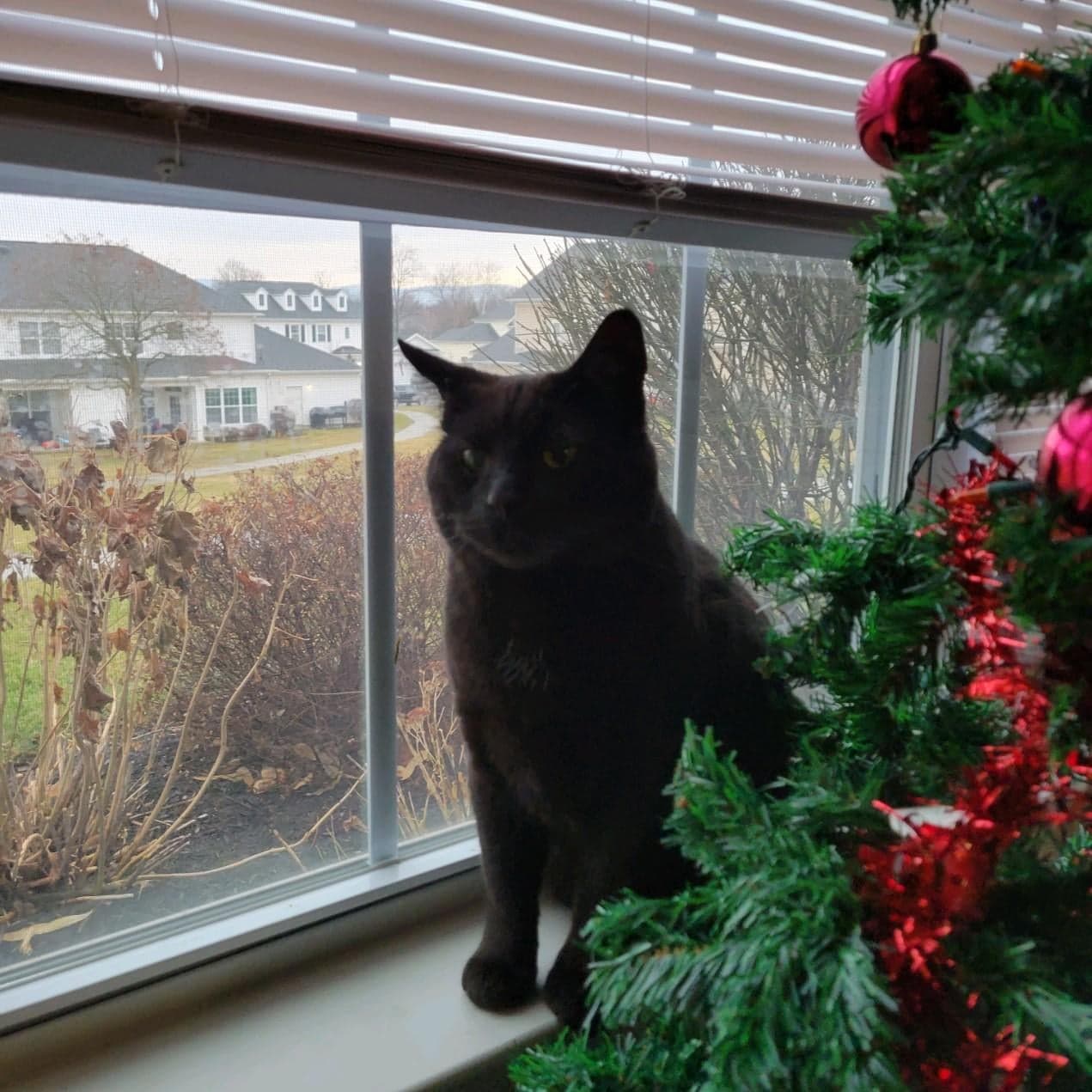 Anson - Tabby cat on their back sleeping.