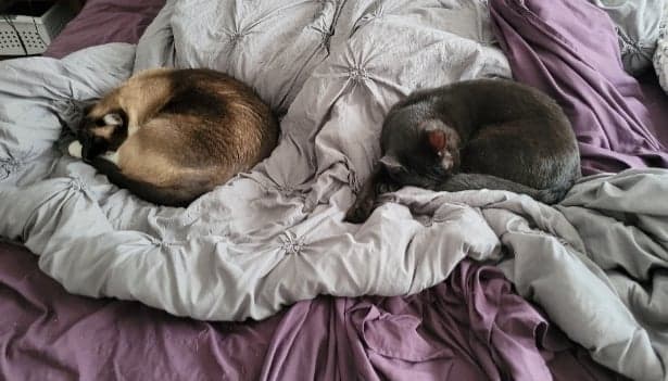 Anson - Tabby cat being held by girl.