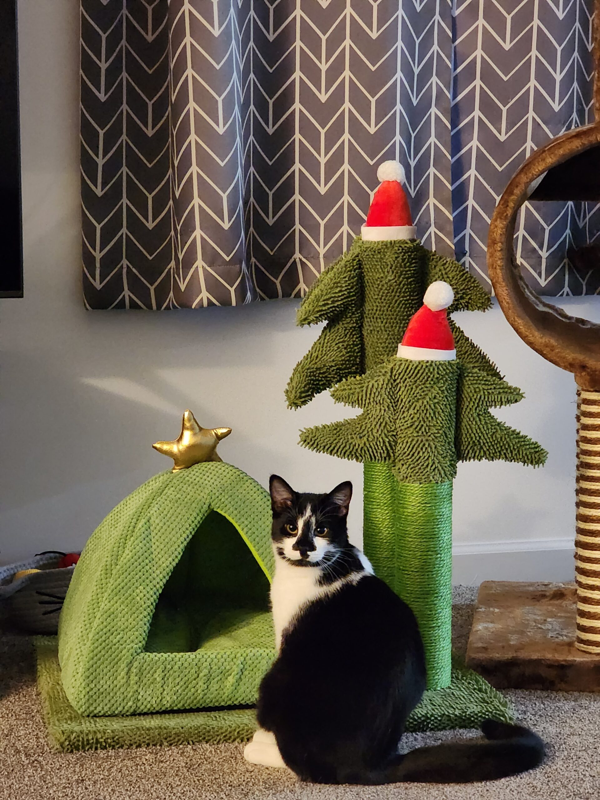 Anson - Tabby cat on their back sleeping.