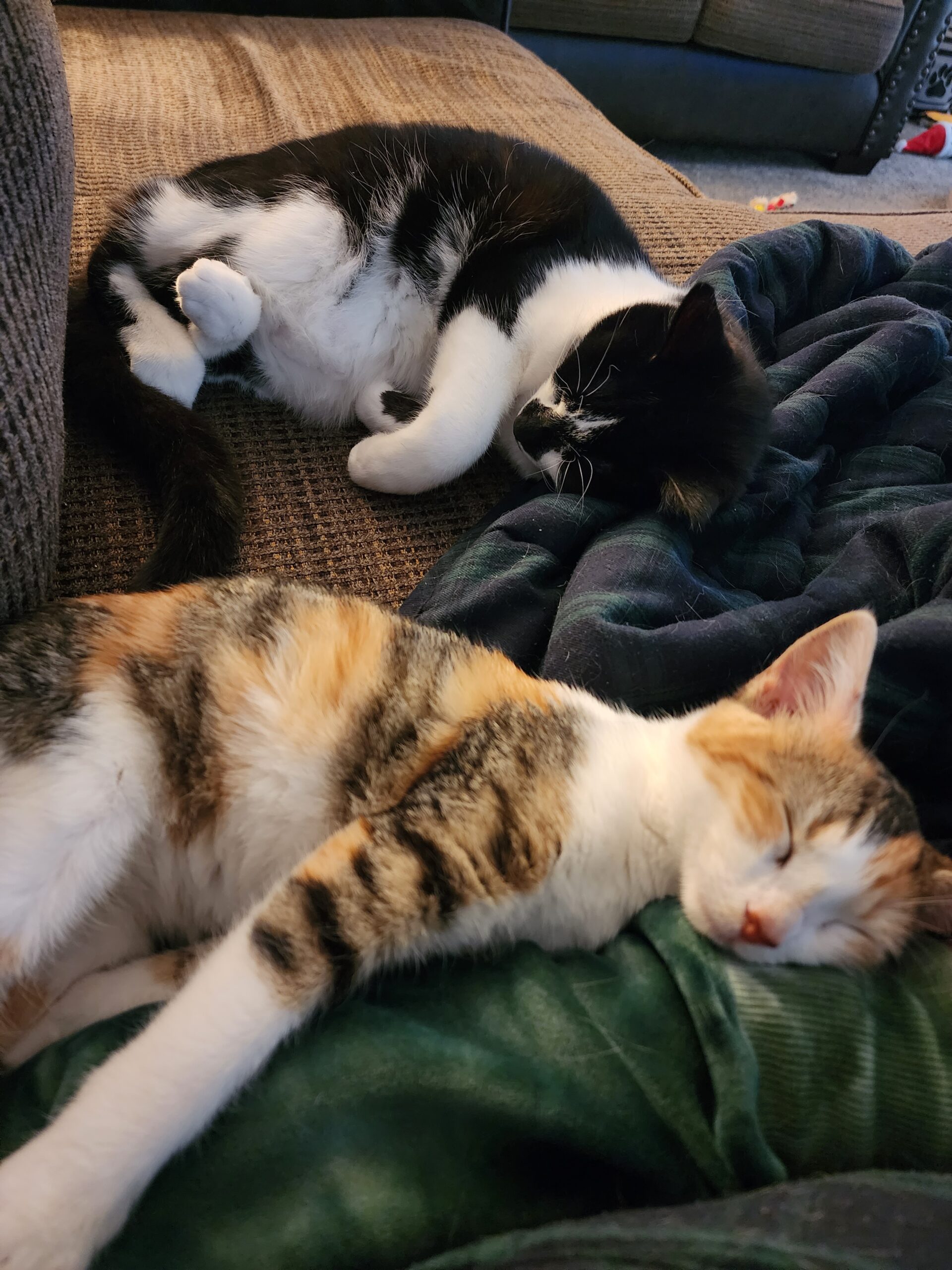 Anson - Tabby cat playing with plastic toy tube.