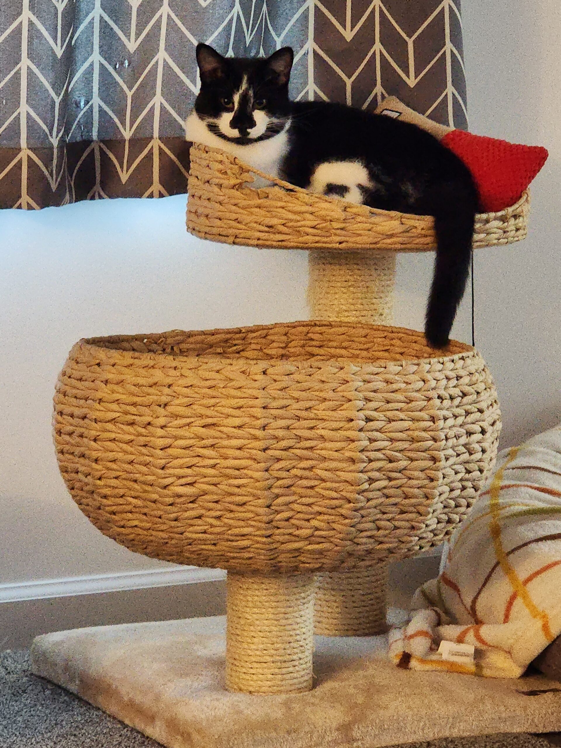 Anson - Tabby cat being held by girl.