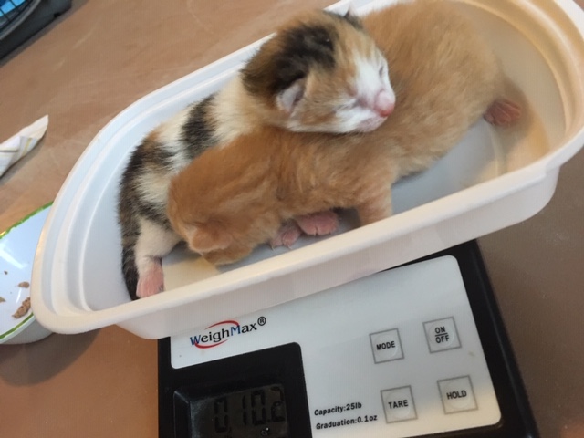 Anson - Tabby cat on their back sleeping.