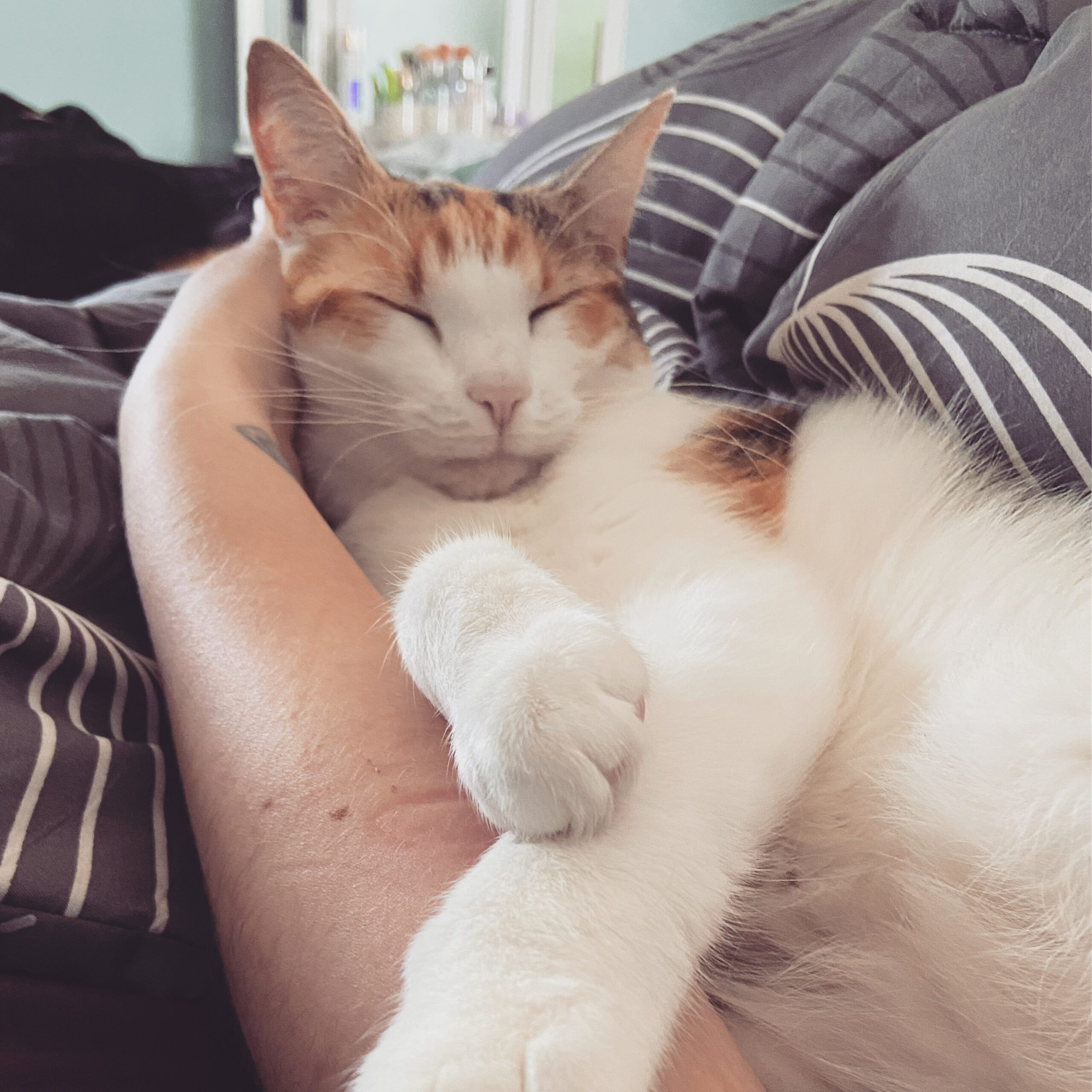Anson - Tabby cat being held by girl.