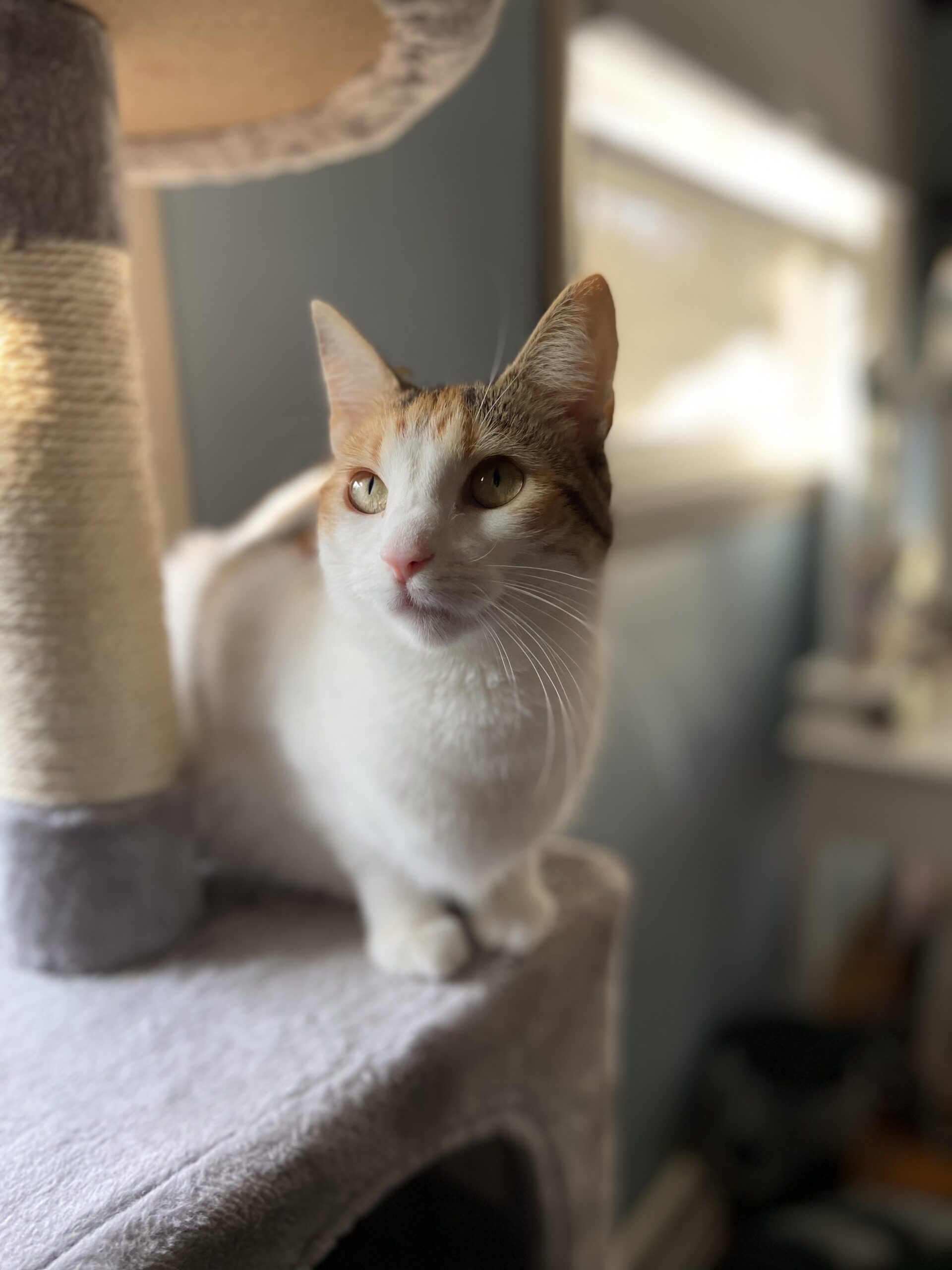 Anson - Tabby cat with toy mouse.