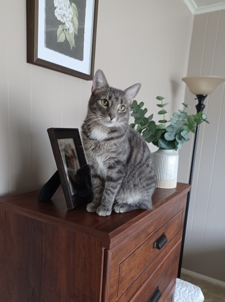 Anson - Tabby cat being held by girl.