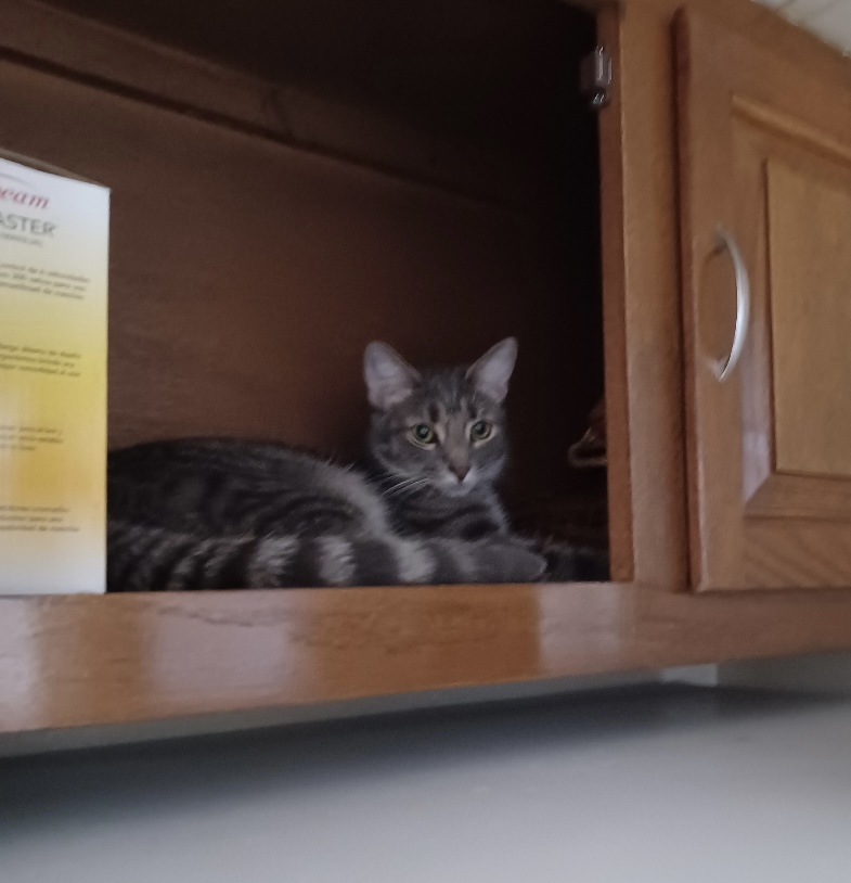 Anson - Tabby cat on their back sleeping.