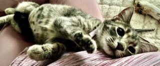 Anson - Tabby cat playing with plastic toy tube.