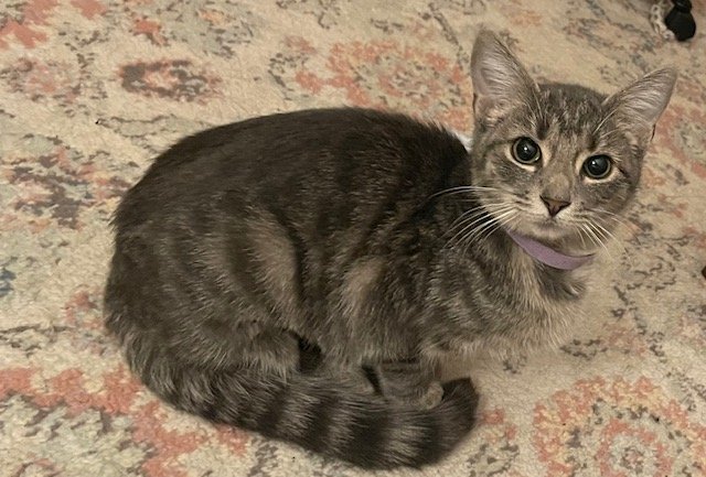 Anson - Tabby cat with toy mouse.