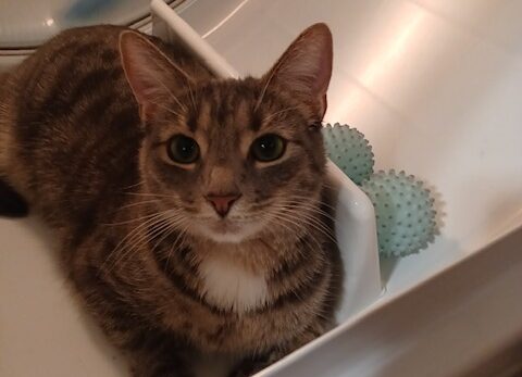 Anson - White cat with tabby markings