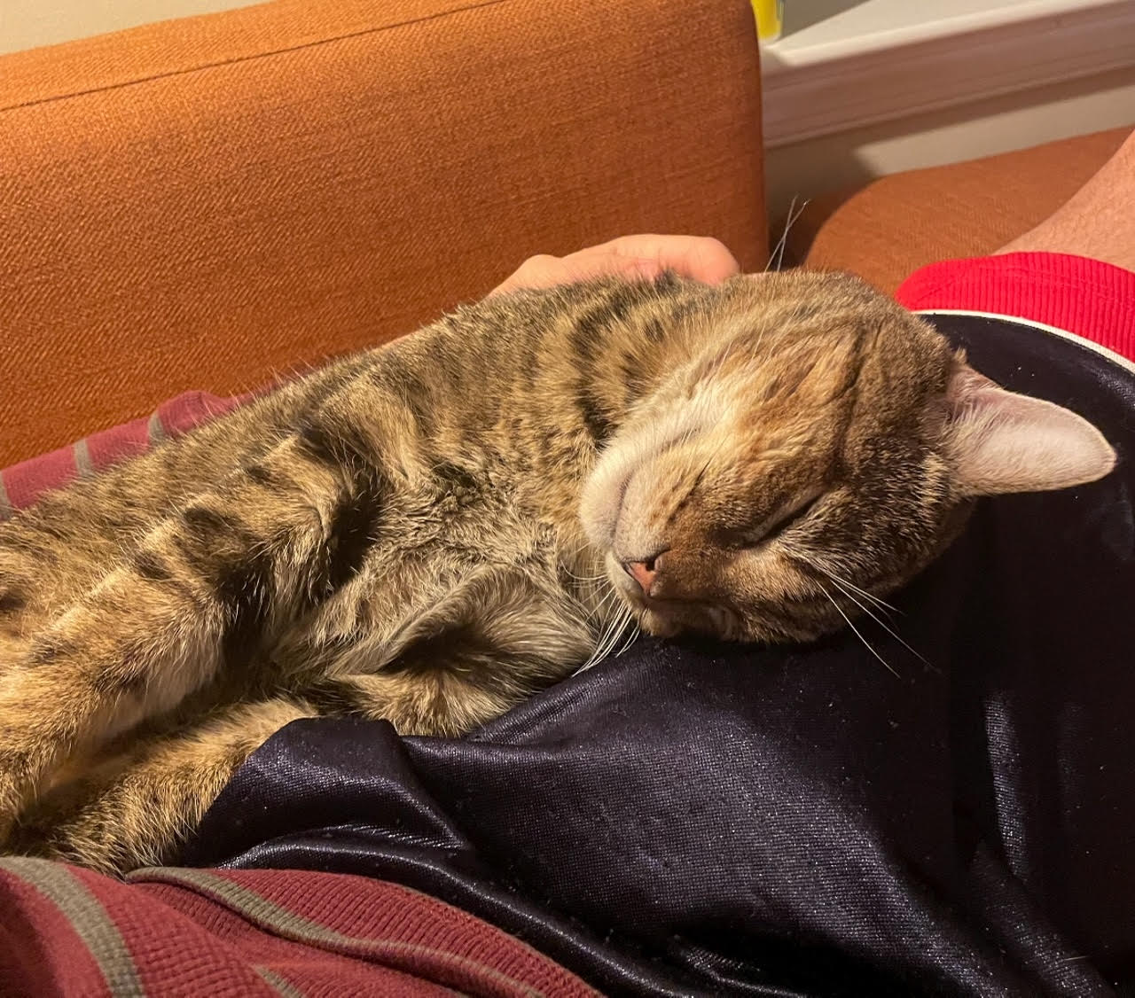 Anson - Tabby cat playing with plastic toy tube.