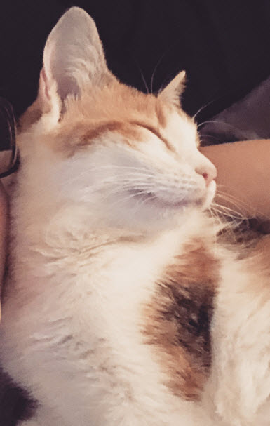 Anson - Tabby cat on their back sleeping.